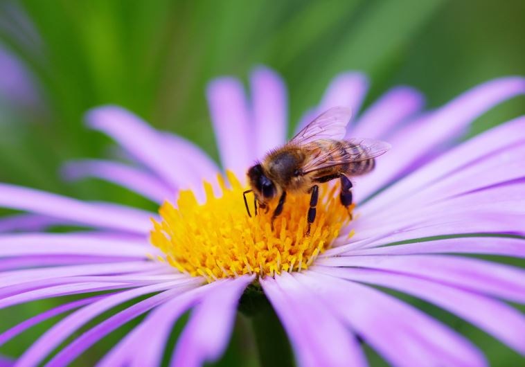 Bee [Illustrative]