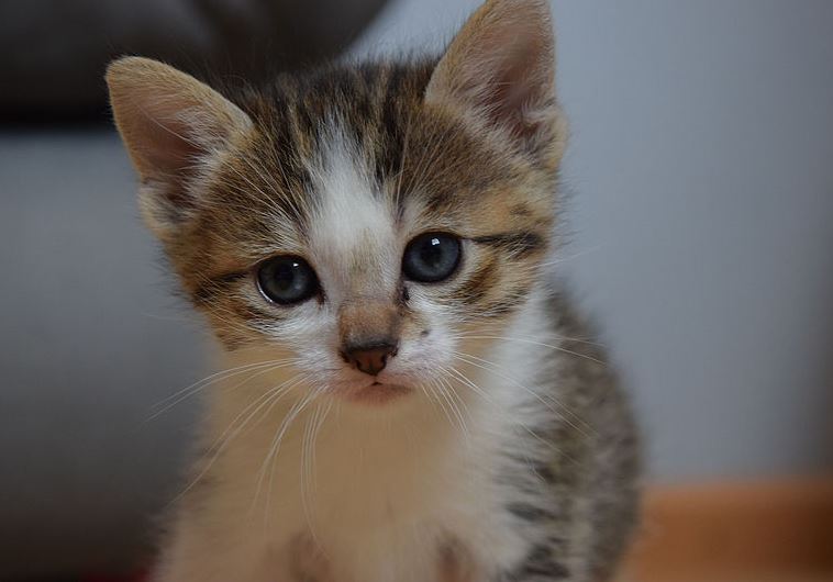 Kitten