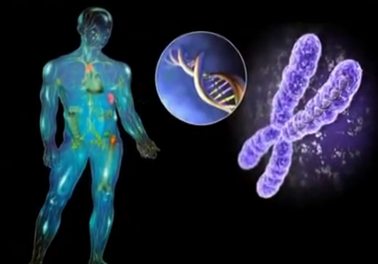 Cambrian Explosion, DNA, human body