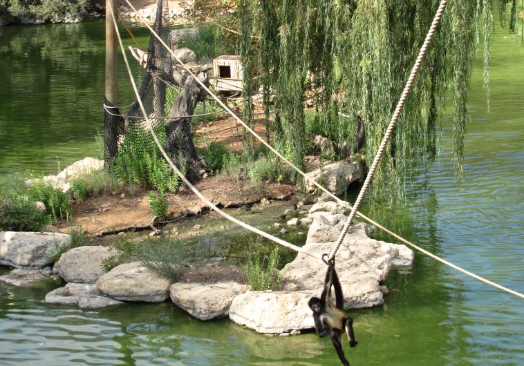 A black-handed spider monkey swings on a rope over the artificial lake at the Jerusalem Biblical Zoo
