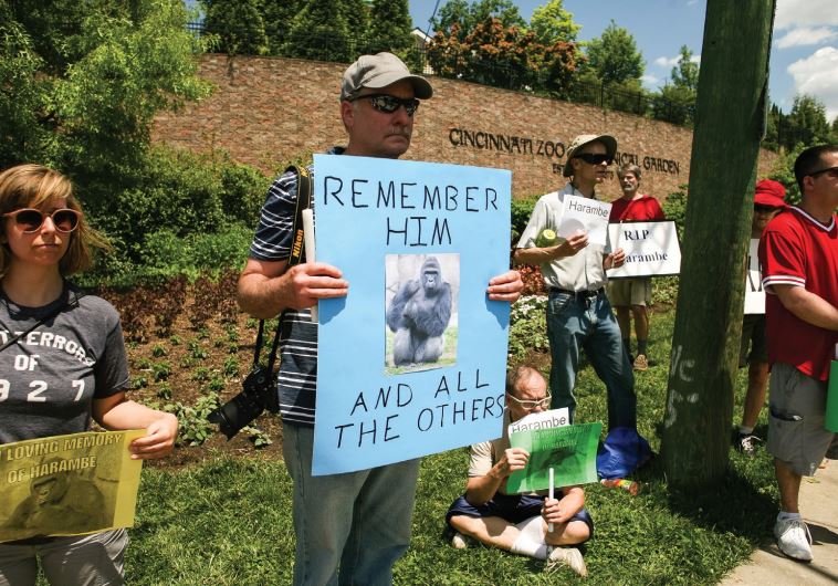 Gorilla protest