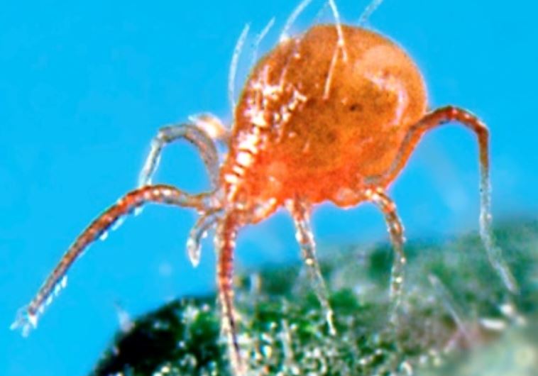 Close up of the Phytoseiulus persimilis mite that Bio Bee sent to Russia