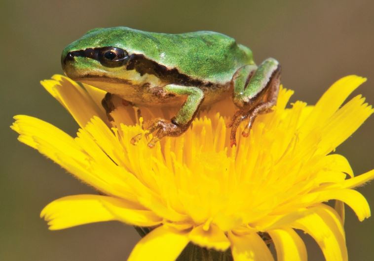 The Middle East tree frog (ilanit)
