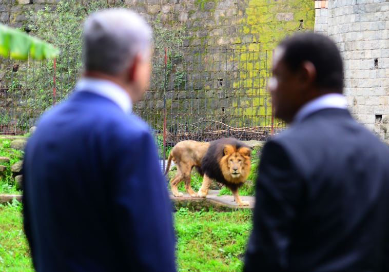 Prime Minister Benjamin Netanyahu views lion during visit to Ethiopia