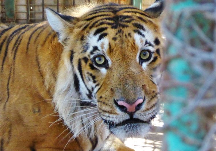 Laziz the tiger at the Khan Yunis Zoo