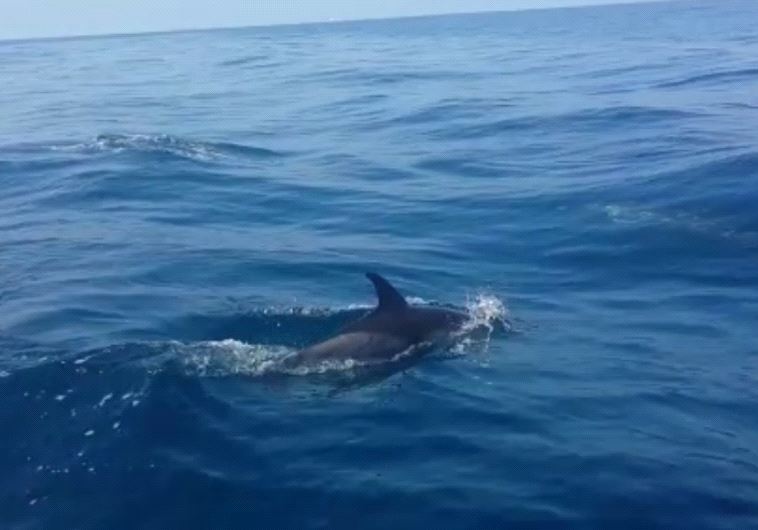 Dolphins swimming near Maritime Border Police patrol ‏