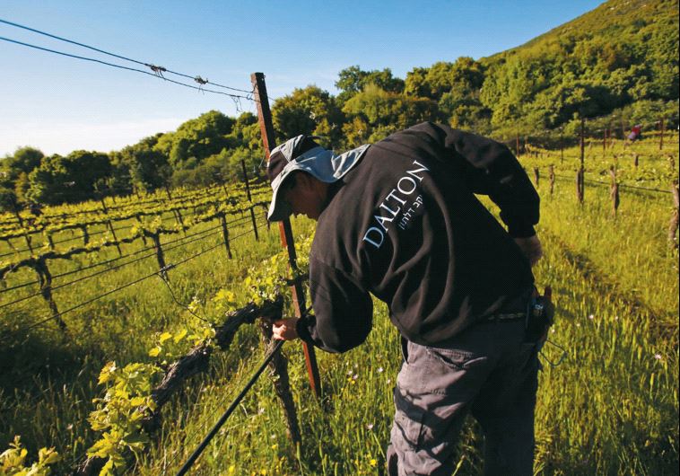 In the vineyards of Dalton Winery