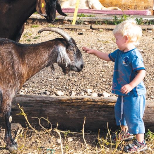 Petting the goat, Iza Paziza, at Moshav Tal Shahar