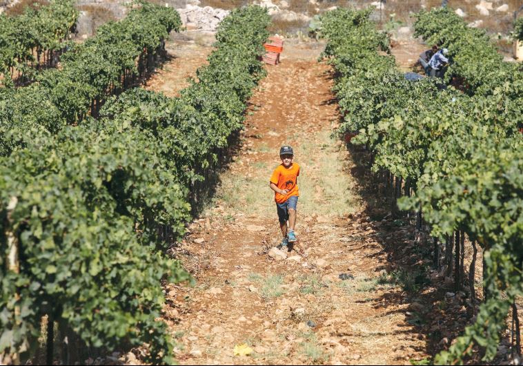 Israeli grapevine 