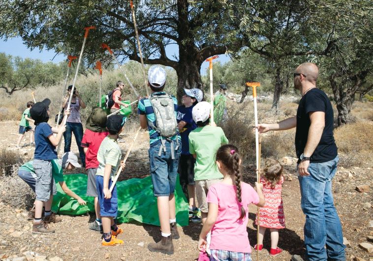 Harvesting olives with HaShomer HaChadash in the Lower Galilee