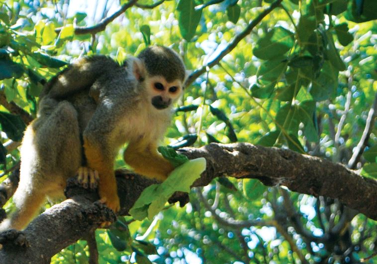 Monkey Park, Kfar Daniel
