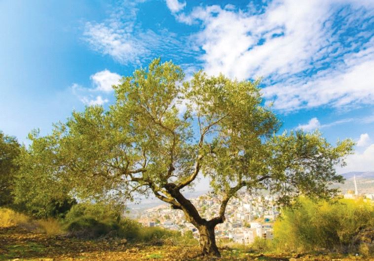 A typical olive tree in the northern part of the country