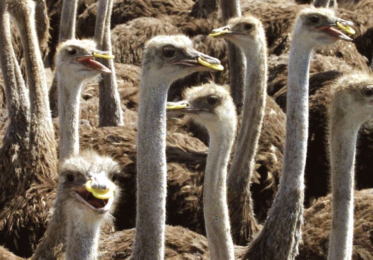 OSTRICHES ON a farm in the Jordan Valley.