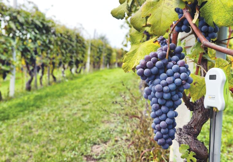 THE TAG will first be used in farms that grow more pricey fruits, such as grapes, or in those that cultivate their produce in greenhouses