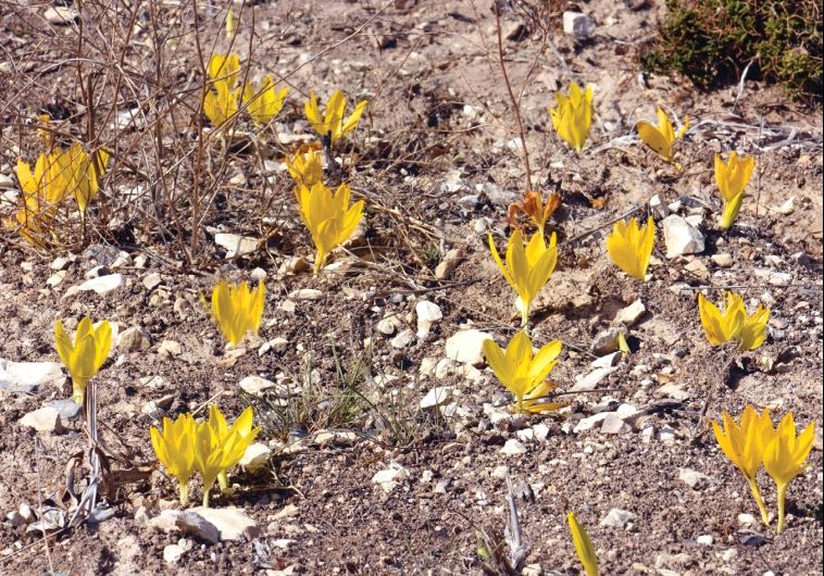 Sternbergia