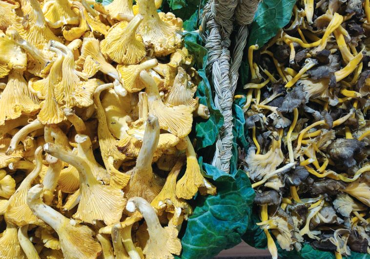Wild mushrooms