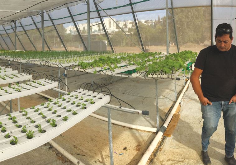 Flux’s system, Eddy, is simpler and takes much of the work out of hydroponics