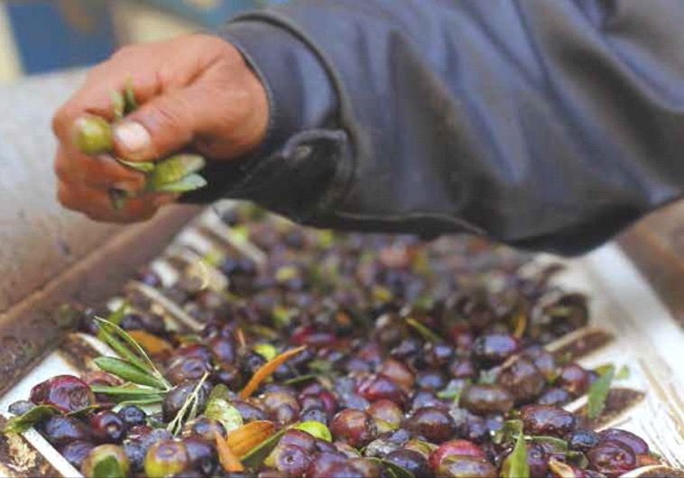 'The olive was first cultivated in the Levant and Crete virtually simultaneously. From its roots in the areas of Syria, Israel and Lebanon, olive cultivation spread to Turkey, Arabia, North Africa and Spain.’