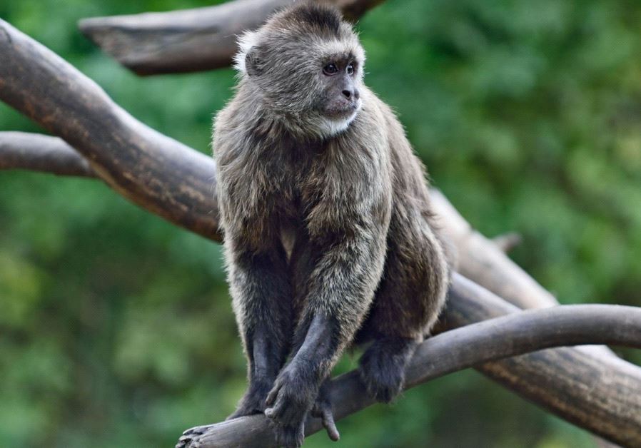 Conner the monkey