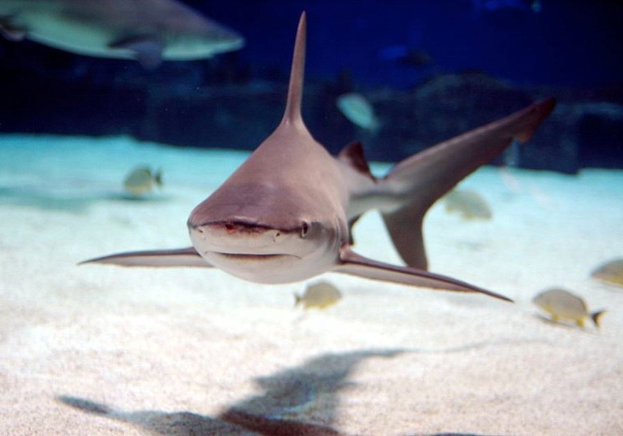 Sandbar shark [Illustrative]