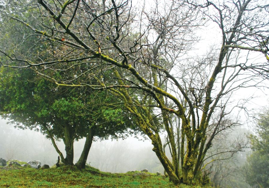 Odem forest, at the top of the Golan Heights, is green after heavy winter rains