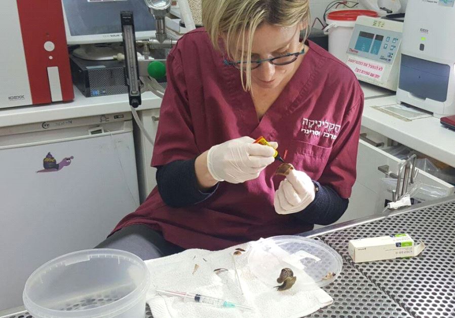 A staff member at Haclinica veterinary clinic in Tel Aviv glues Shevy the Snail's shell back together