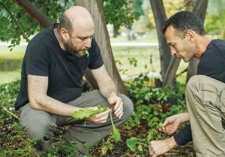 From left: Uri Mayer Chissick and Yizhar Sahar harvest produce from the fertile grounds of the Rutenberg Restaurant in the northern Jordan Valley