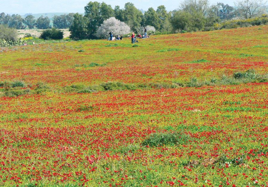 Fields of anemones