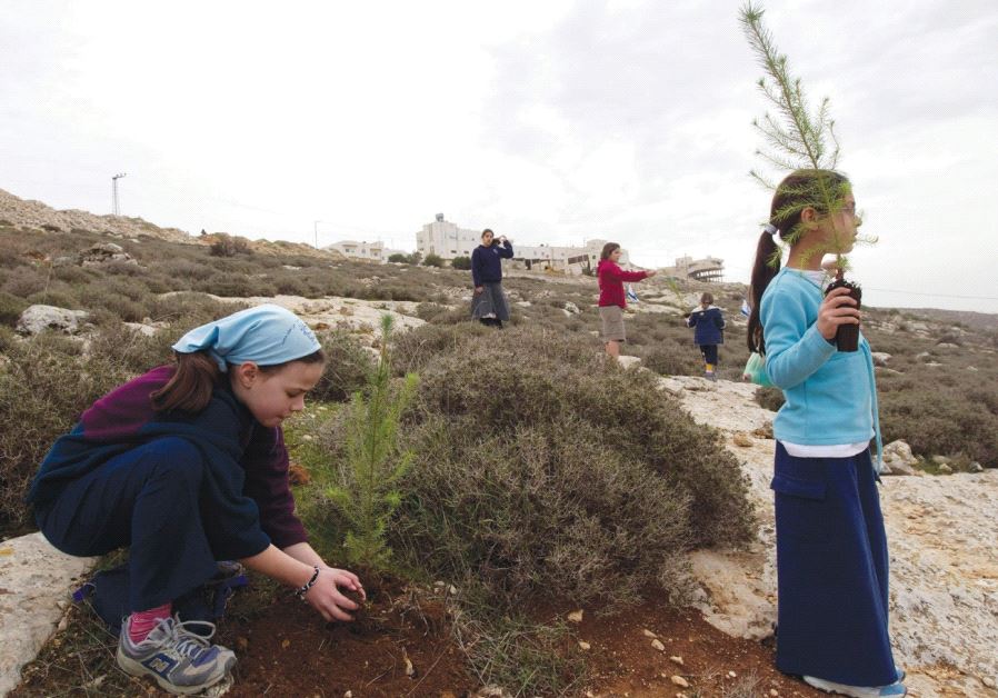 A GIRL plants a seedling outside the West Bank settlement of Kiryat Arba ahead of Tu Bishvat