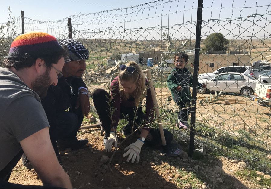 Jon Mitchell, 29, Raed Abu al-Kaeean, and an unnamed participant plant an olive tree sapling in the Beduin village of Umm-al-Hiran on Friday