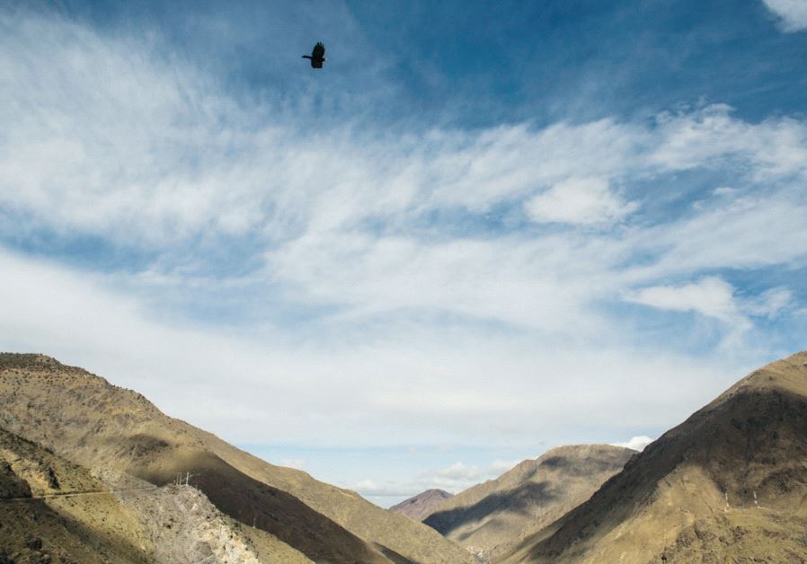 A bird flies over the Atlas Mountains