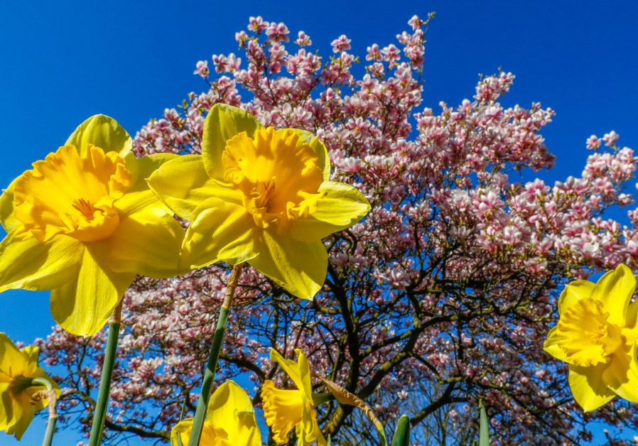 Spring