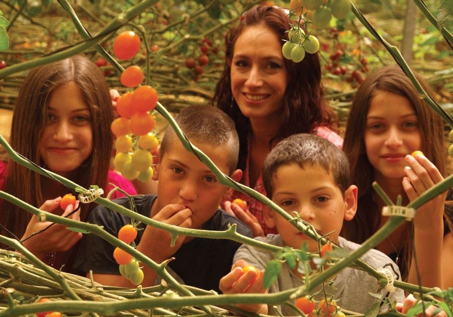 Tasting tomatoes