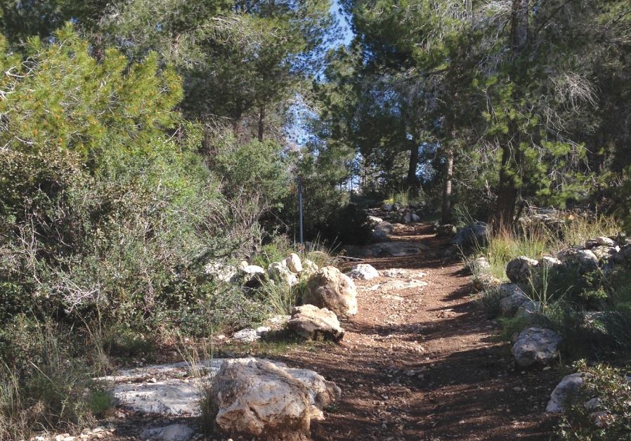 A QUIET forest section of the INT in the Jerusalem foothills between Srigim/Li’on and Tel Azeka, near where David battled Goliath.