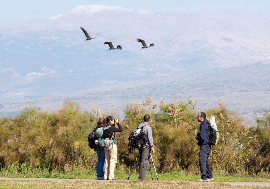Hula Valley: Watching cranes fly above: Watching cranes fly above