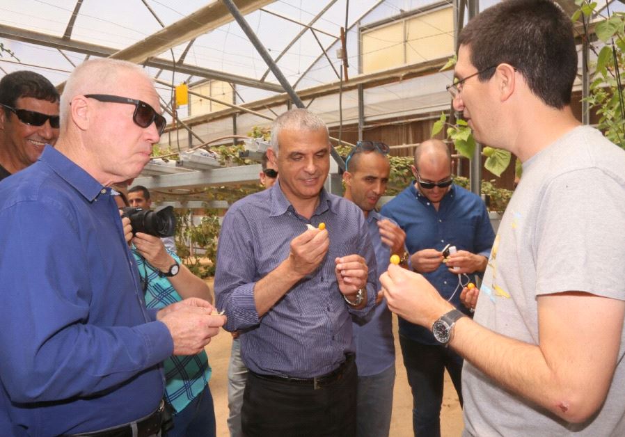 Kulanu Ministers Moshe Kahlon and Yoav Galant touring agricultural hothouses in Sapir, a moshav in the Arava.