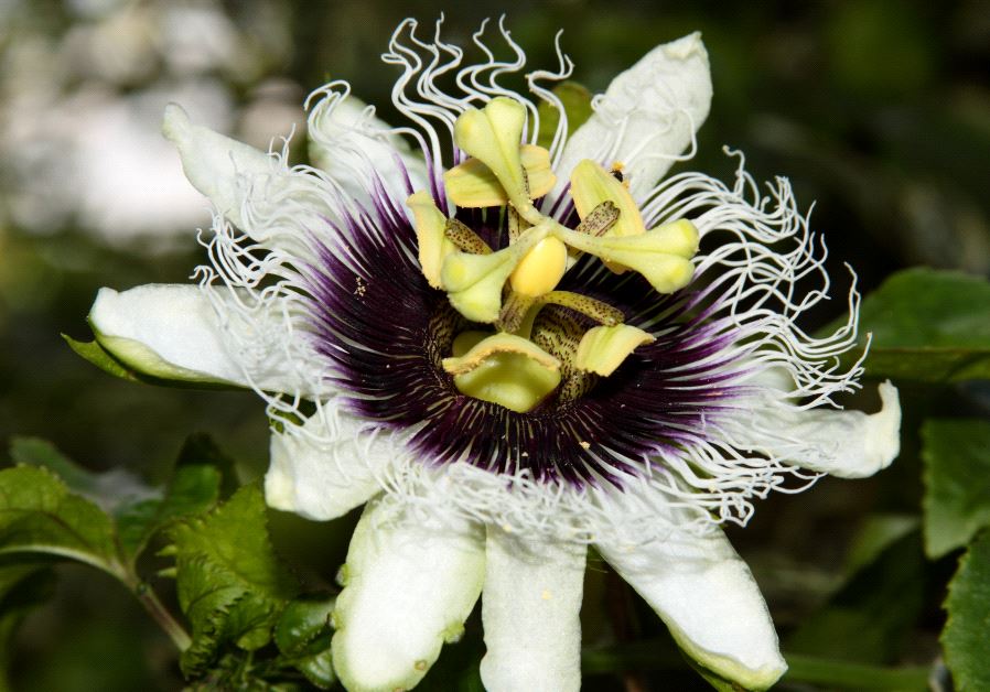 Une fleur de passiflore