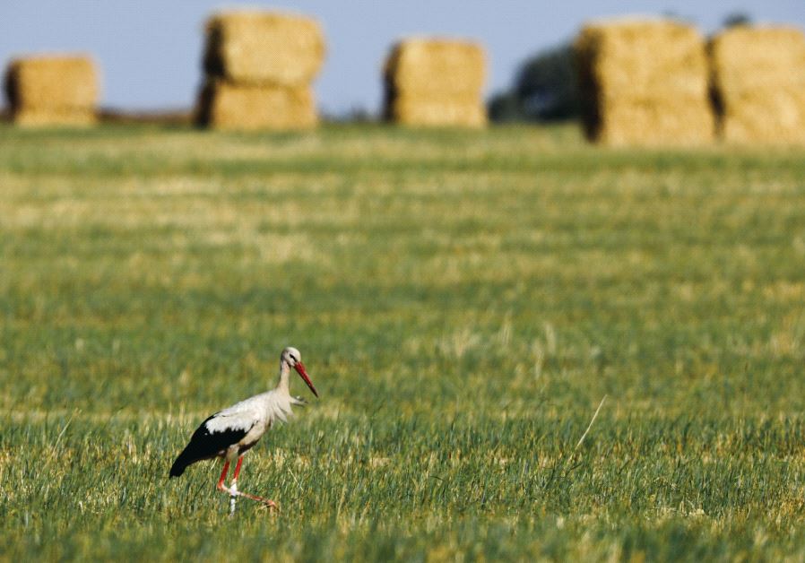 A stork walks in a field near Kibbutz Nir Yitzhak in the South last month