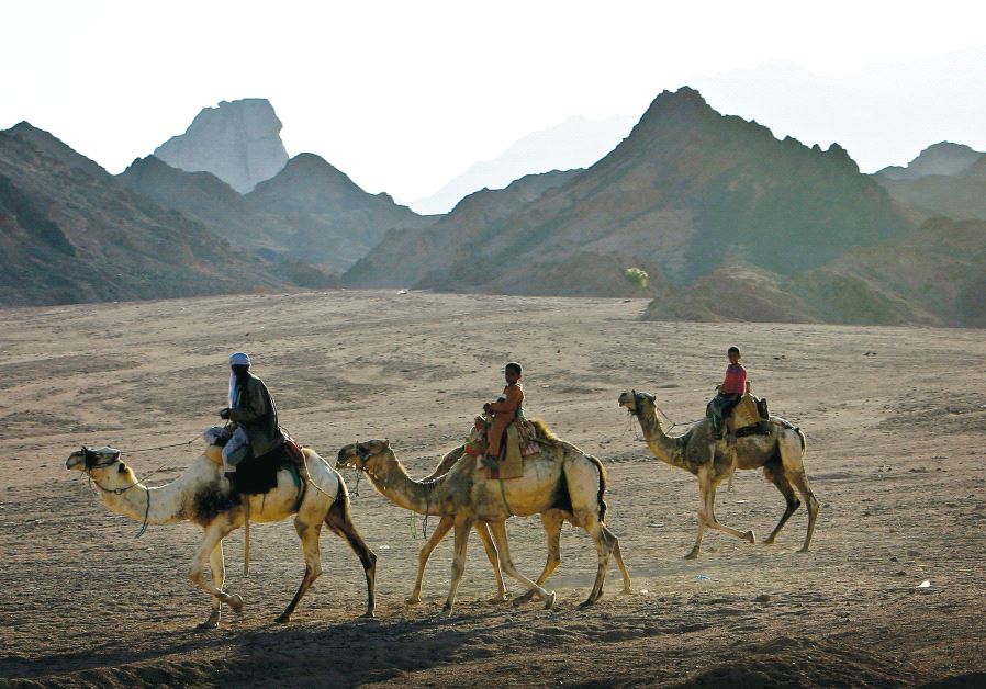 Beduin ride camels in the Sinai Peninsula in 2006