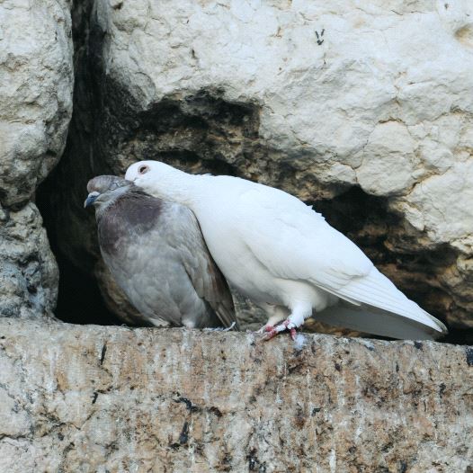 Pigeons resting inside a crevice in the Western Wall