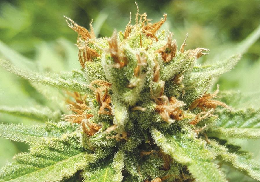 Cannabis