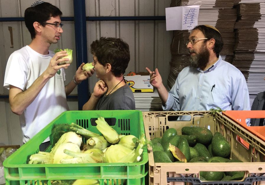 RABBI AHARON Leibowitz (right), one of the founders of ‘Hashgacha Pratit,’ is photographed on the job at the Kaima Farm in Beit Zeit alongside two young farm helpers.