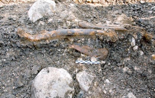 The lower limbs of a Neanderthal analyzed