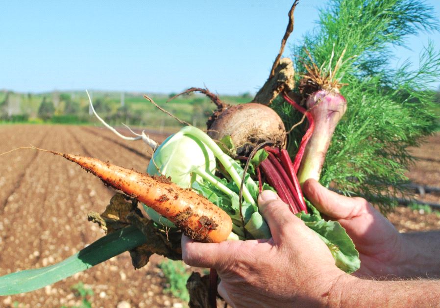 Reaping the harvest at the Harduf Organic Farm
