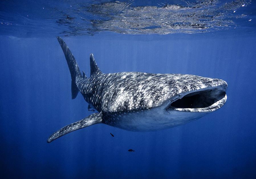 Whale shark swimming in Eilat