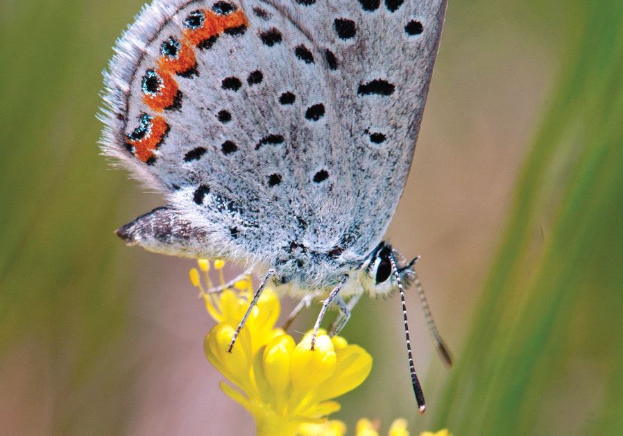A butterfly on a flower