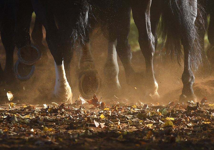 Members of the Household Cavalry ride out amongst autumn foliage early morning in Hyde Park in London in Britain, November 2, 2016.